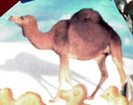 Camel from Israeli animal crackers